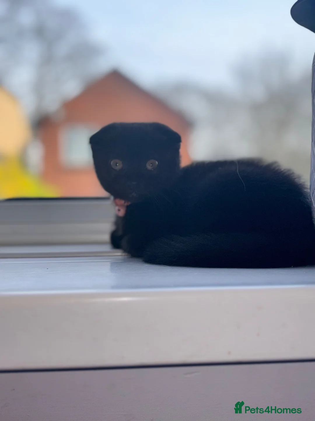 Scottish Fold cats for sale: Pure black scottish fold kitten 💕🐈‍⬛ - Advert 2