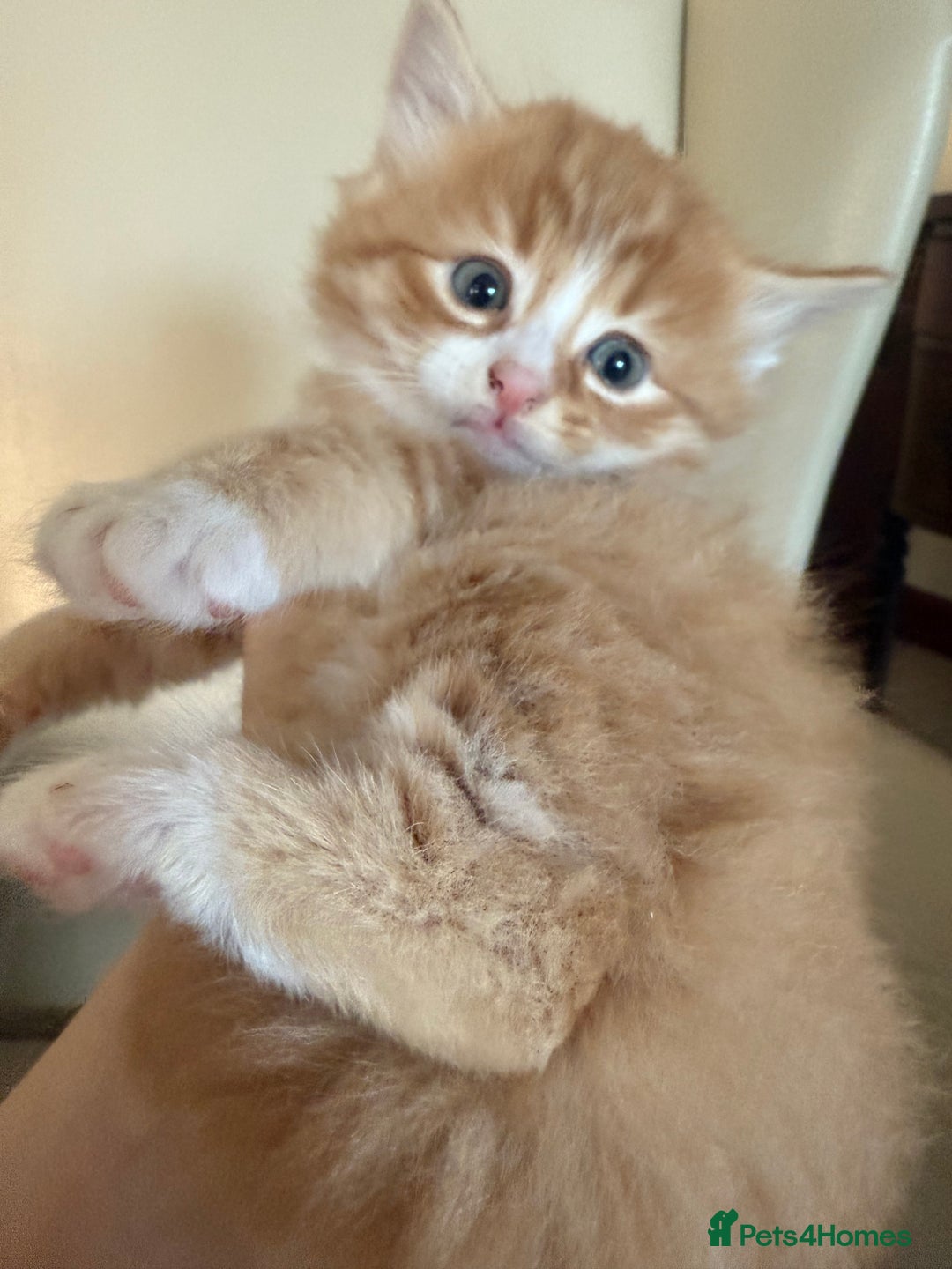 Ragdoll cats for sale: Part rag doll kittens  - Advert 6