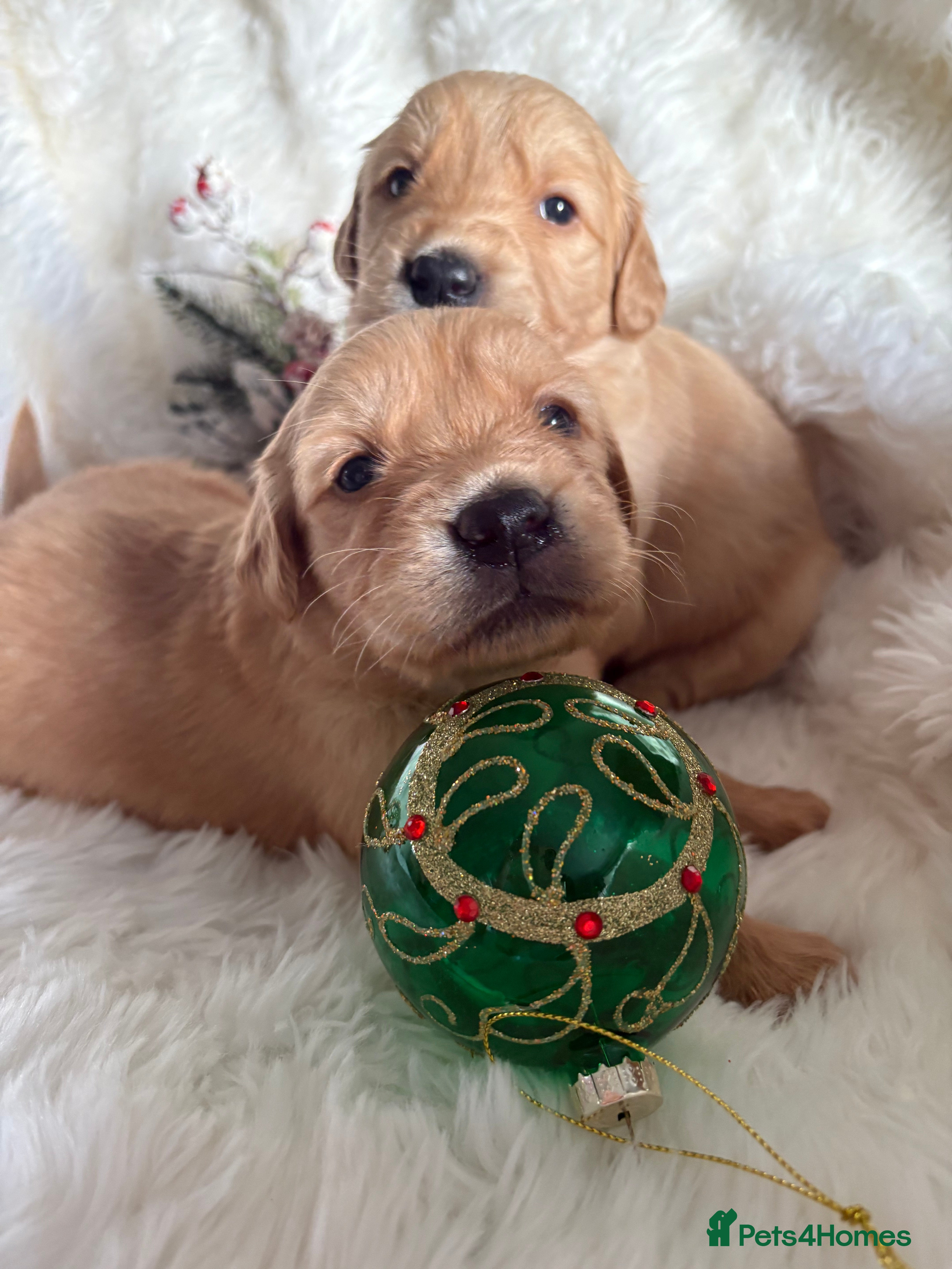 Golden Retriever dogs Golden retriever puppies KC reg 2x males  🐶  - Advert 2