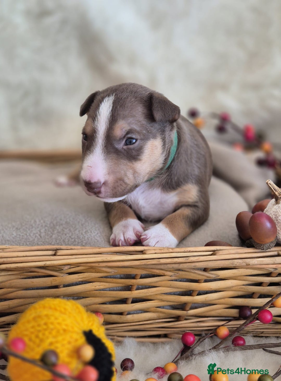 Miniature Bull terrier dogs for sale: 🐾 Exclusive Miniature Bull Terrier Puppies 🐾 - Image 29