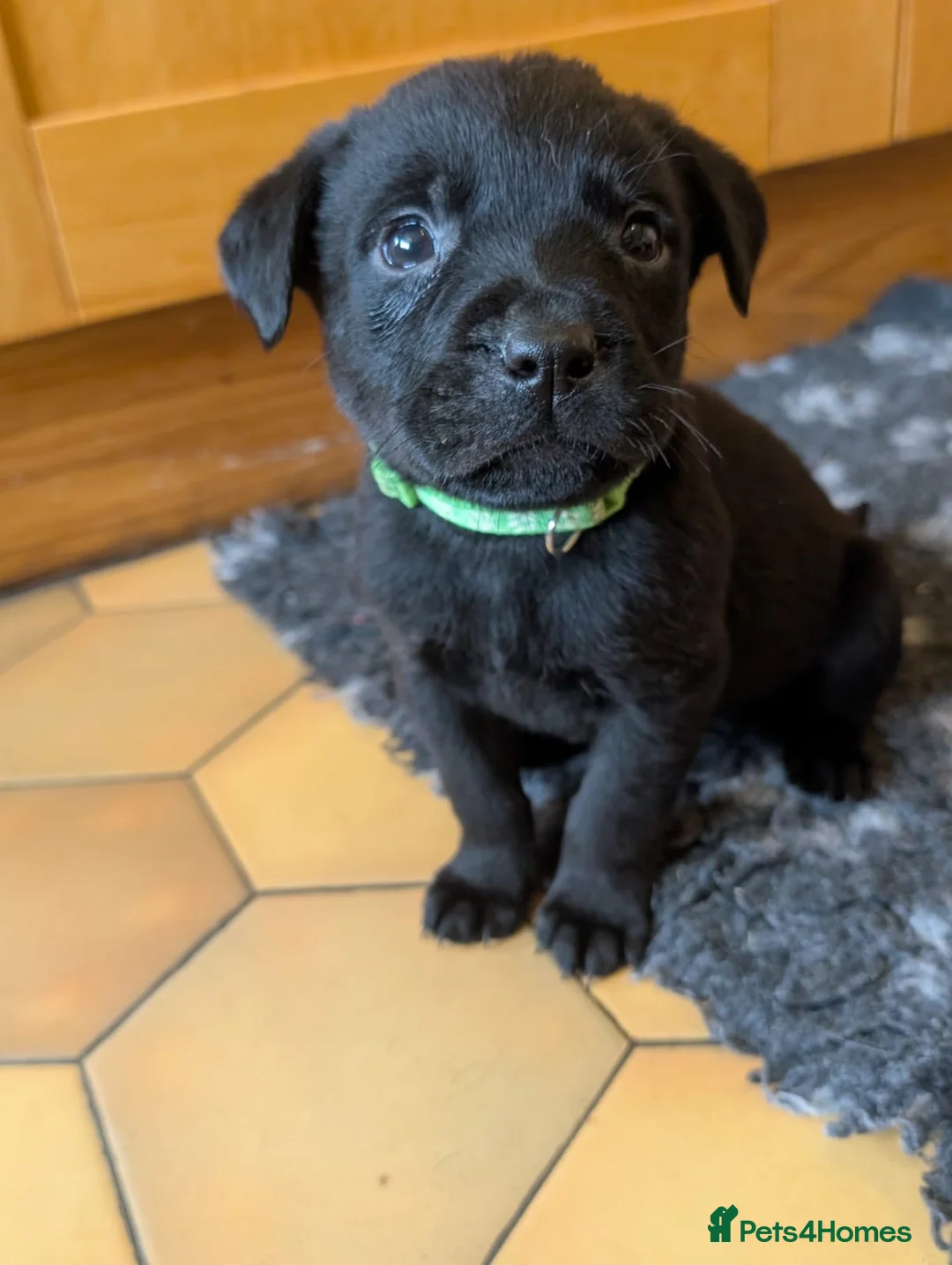 Mixed Breed dogs for sale: Labrador x Rottweiler (Rottador) - Advert 24