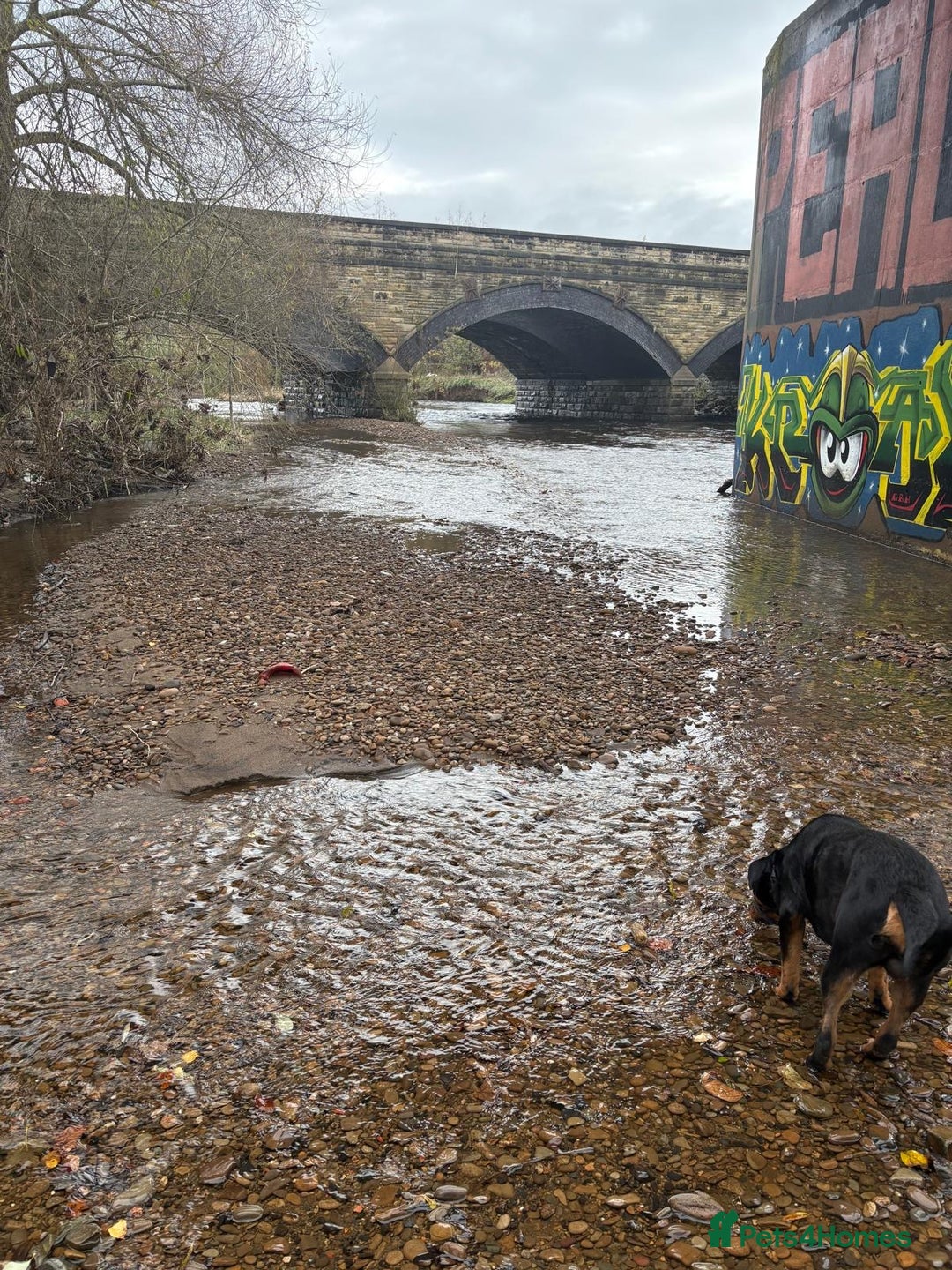 Rottweiler dogs for stud: FOR STUD ROTTWEILER  - Advert 10