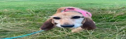 Segugio Italiano dogs for adoption: Loumi (wire-haired Segugio Italiano) in Edinburgh - Advert 9