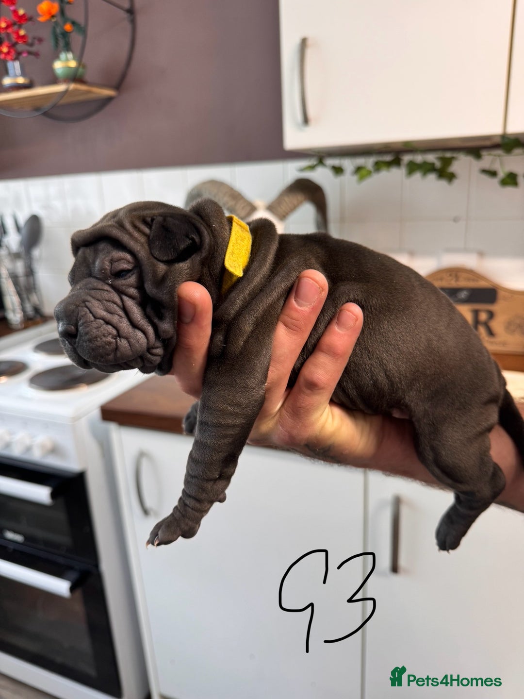 Shar Pei dogs for sale: Sharp pie puppies  - Image 7