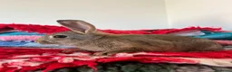 Rex rabbits for sale: Now Vaccinated and vet checked Standard Rex x  - Advert 4