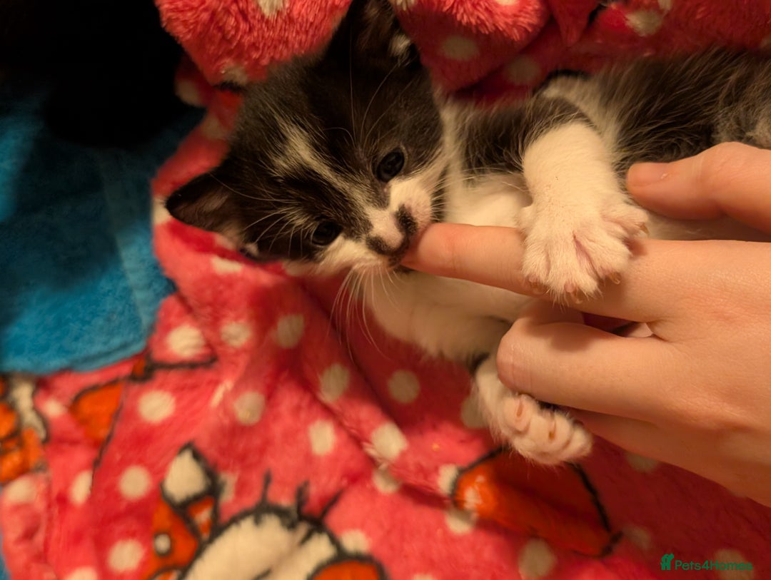 Mixed Breed cats for sale: 3 Male Kittens - Advert 4