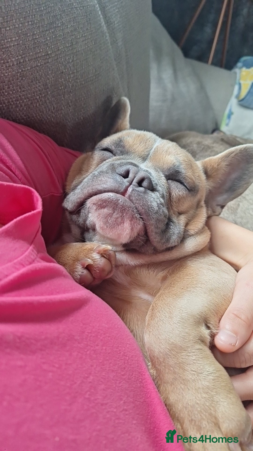 French Bulldog dogs for sale: Puppy frenchie - Advert 4
