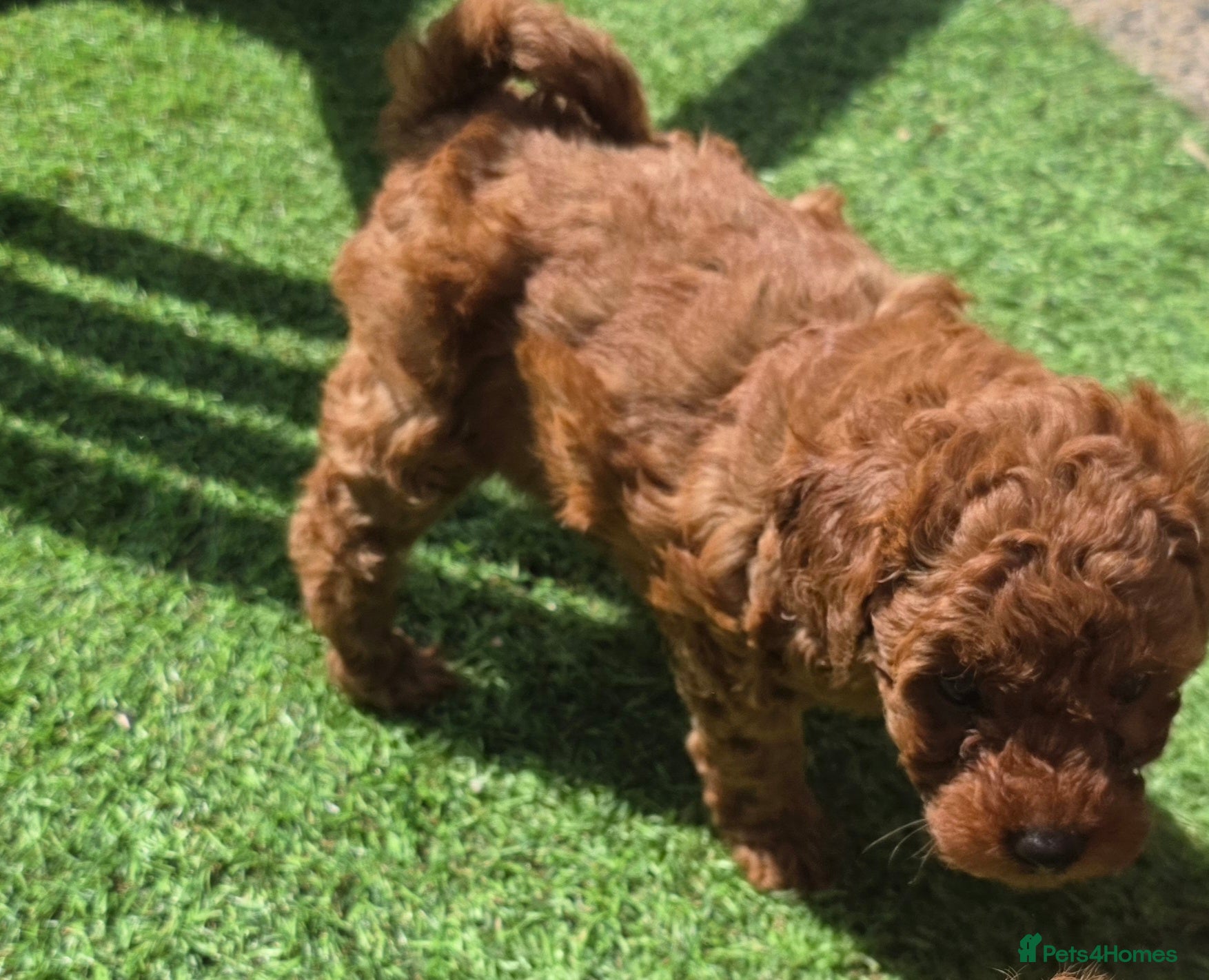 Poodle dogs for sale: Toy poodle - Advert 2
