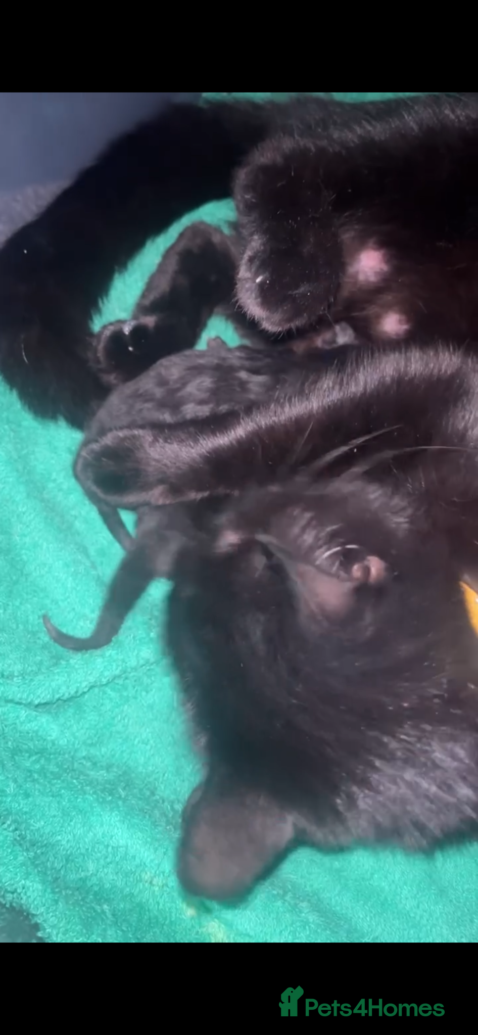 Mixed Breed cats 1 female kitten available now  - Advert 1