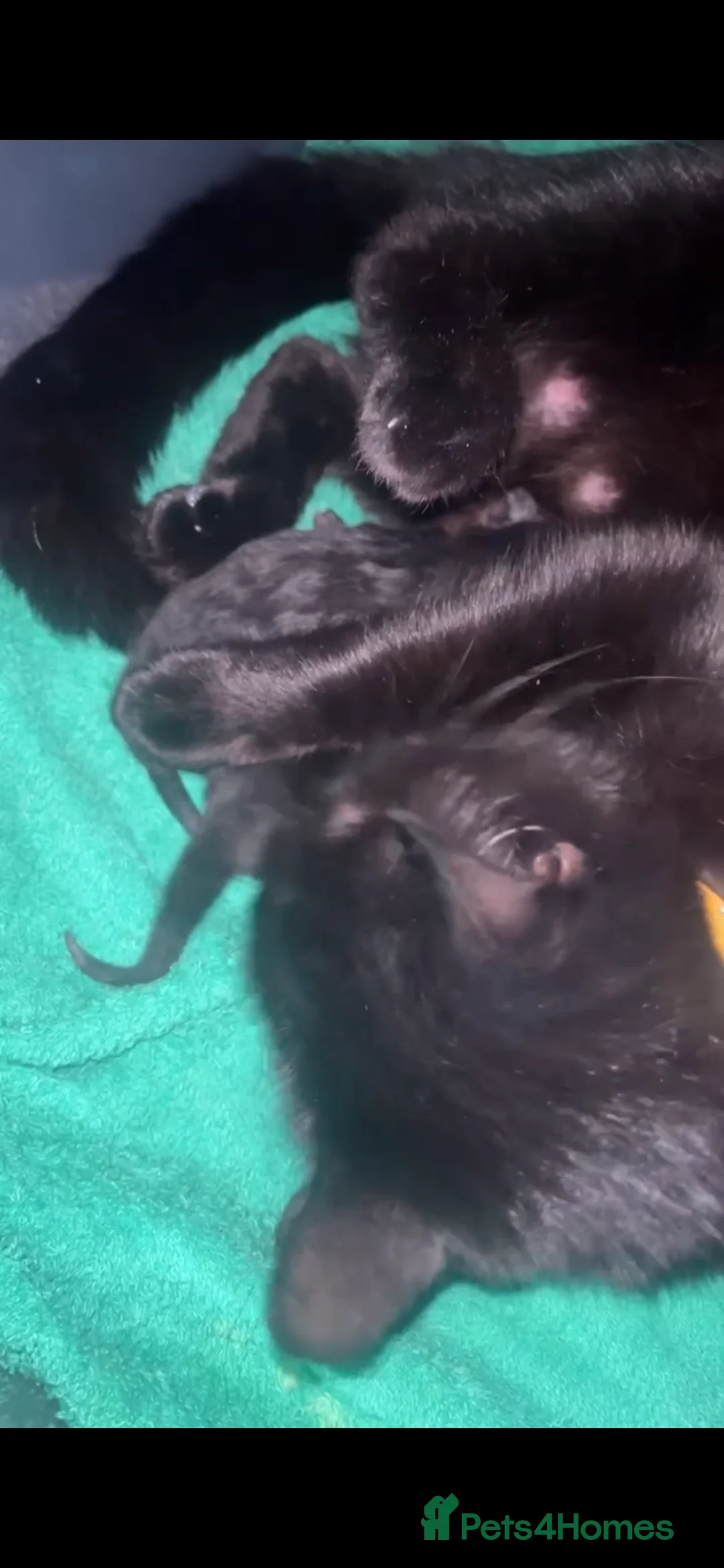 Mixed Breed cats for sale: 1 female kitten available now  - Advert 1