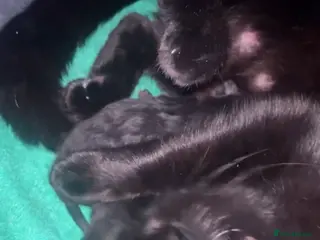 Mixed Breed cats 1 female kitten available now - Advert 2