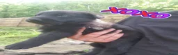 German Shepherd dogs for sale: German shepherd puppys - Advert 11