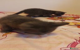 Mixed Breed cats for sale: Kittens - Image 9