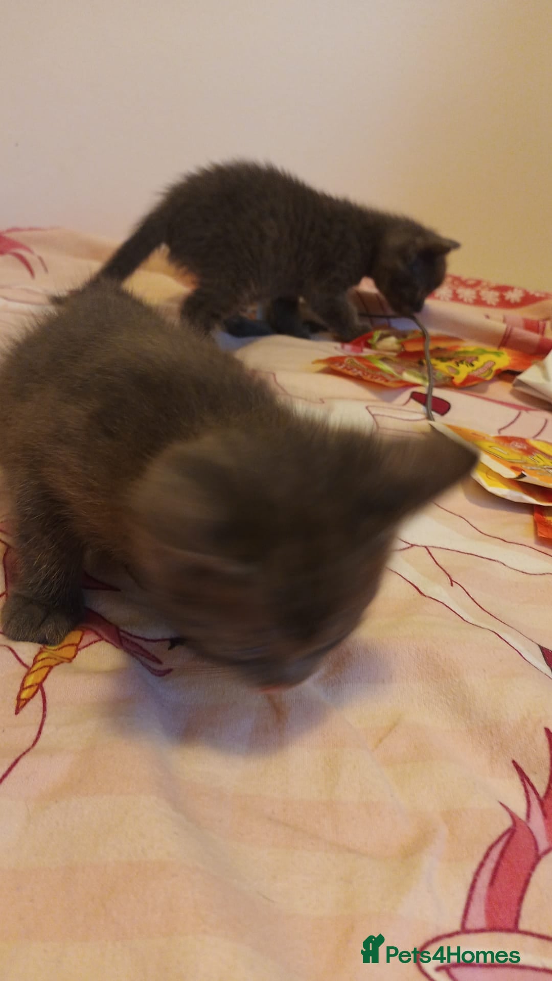 Mixed Breed cats for sale: Kittens - Image 9