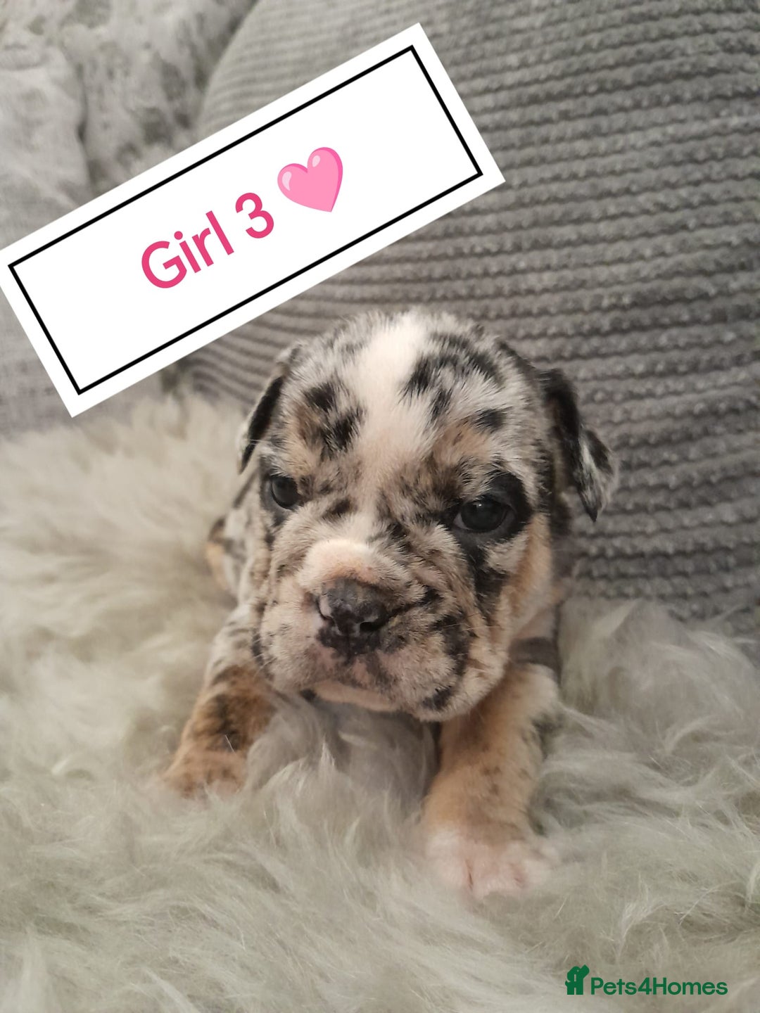 Mixed Breed dogs for sale: 🐾🐶Stunning New English Bulldog Puppies🐶🐾 - Advert 8