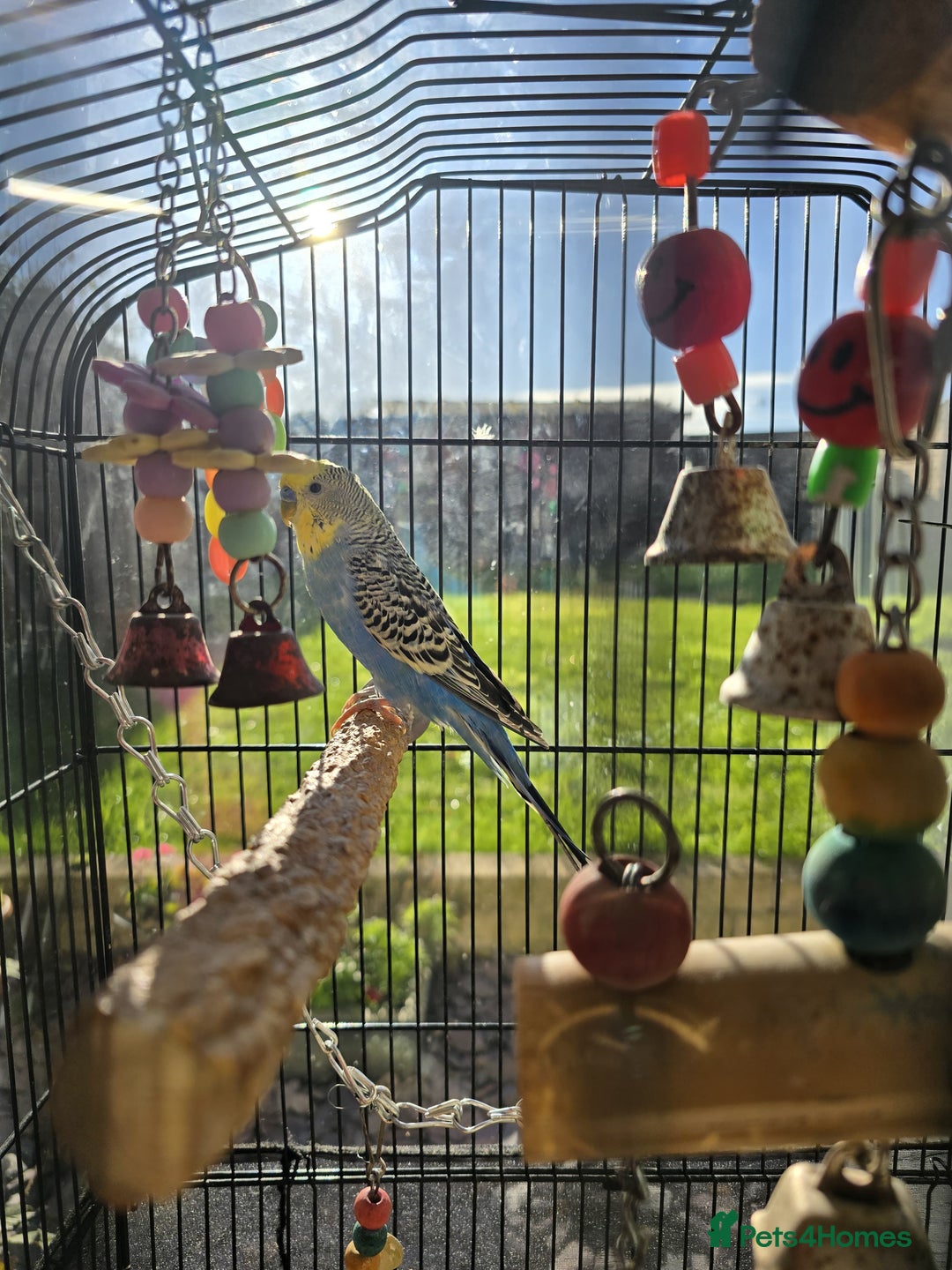 Budgerigars birds for sale: Budgie & Cage Set - Advert 5