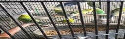 Mixed Breed birds for sale: budgies - Advert 3