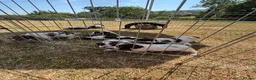 English Springer Spaniel dogs for sale: English springer spaniel puppies for sale  in Abergele - Advert 9
