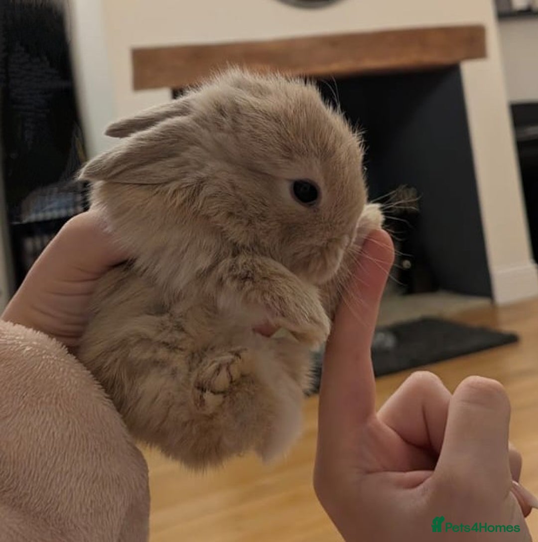 Mini Lop rabbits for sale: 4 Pure bred Mini Lop Rabbits *FOR SALE* 🥰 - Image 14