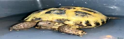 Tortoise reptiles for sale: Horsfield tortoise in Stockton-on-Tees - Advert 8