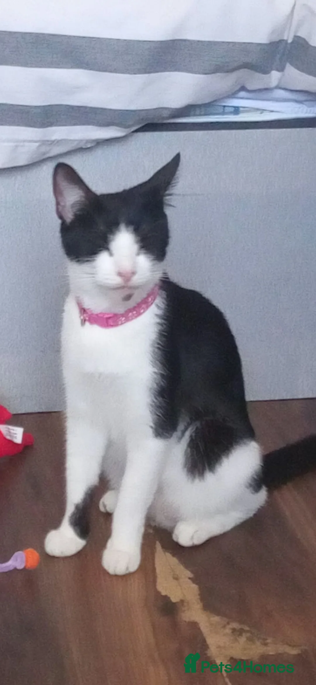 Mixed Breed cats for sale: Two Adorable 8-Week-Old Kittens –Barnet, London 🐾 in London - Advert 2
