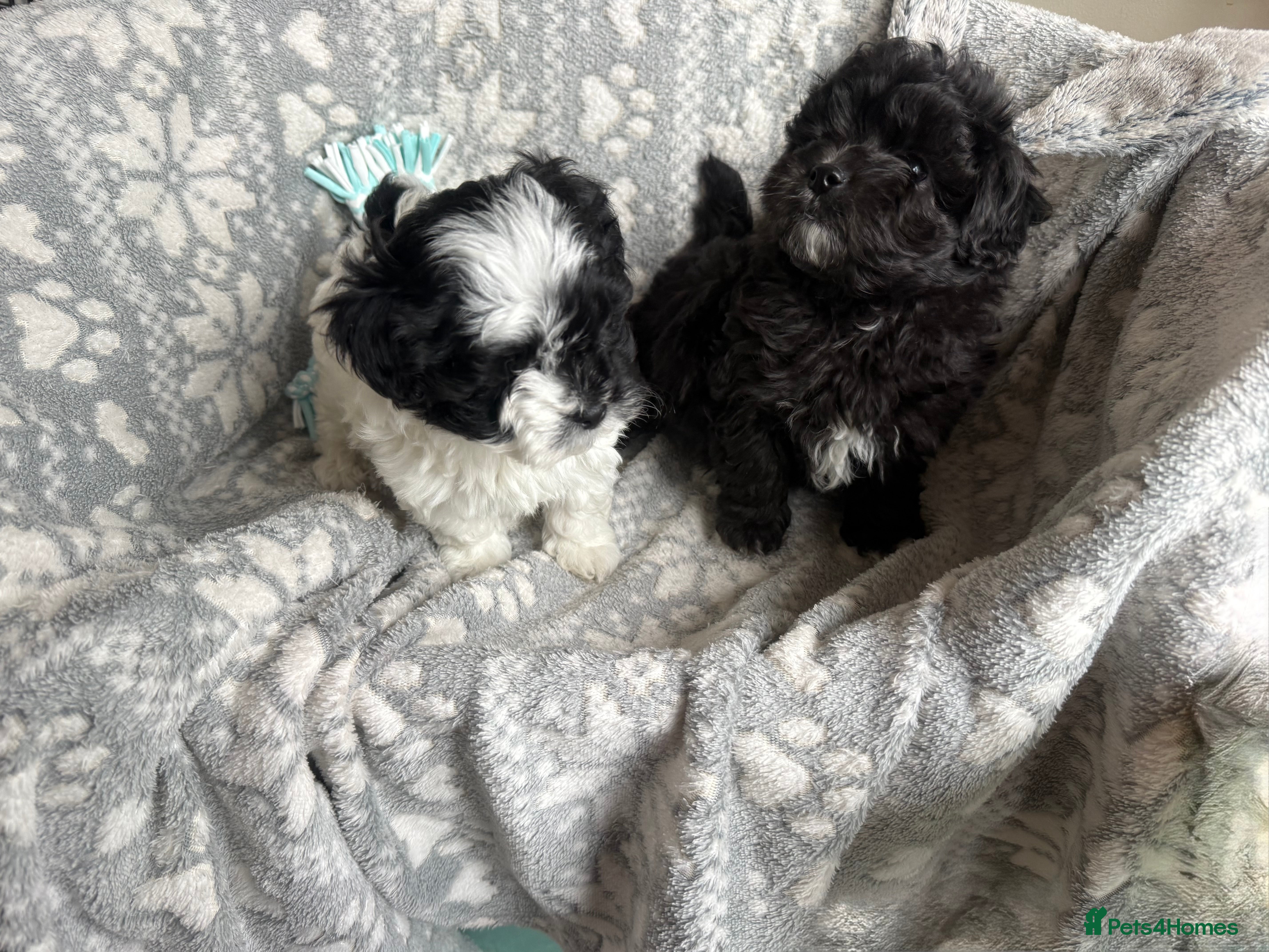 Maltipoo dogs Exceptional Genuine F1 Maltipoo puppies  - Advert 11