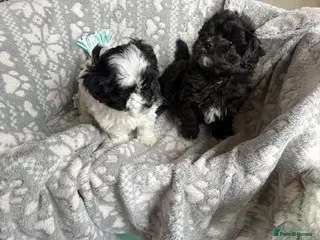 Maltipoo dogs Exceptional Genuine F1 Maltipoo puppies - Advert 11