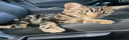 Mixed Breed cats for sale: Gorgeous male boy  - Advert 6