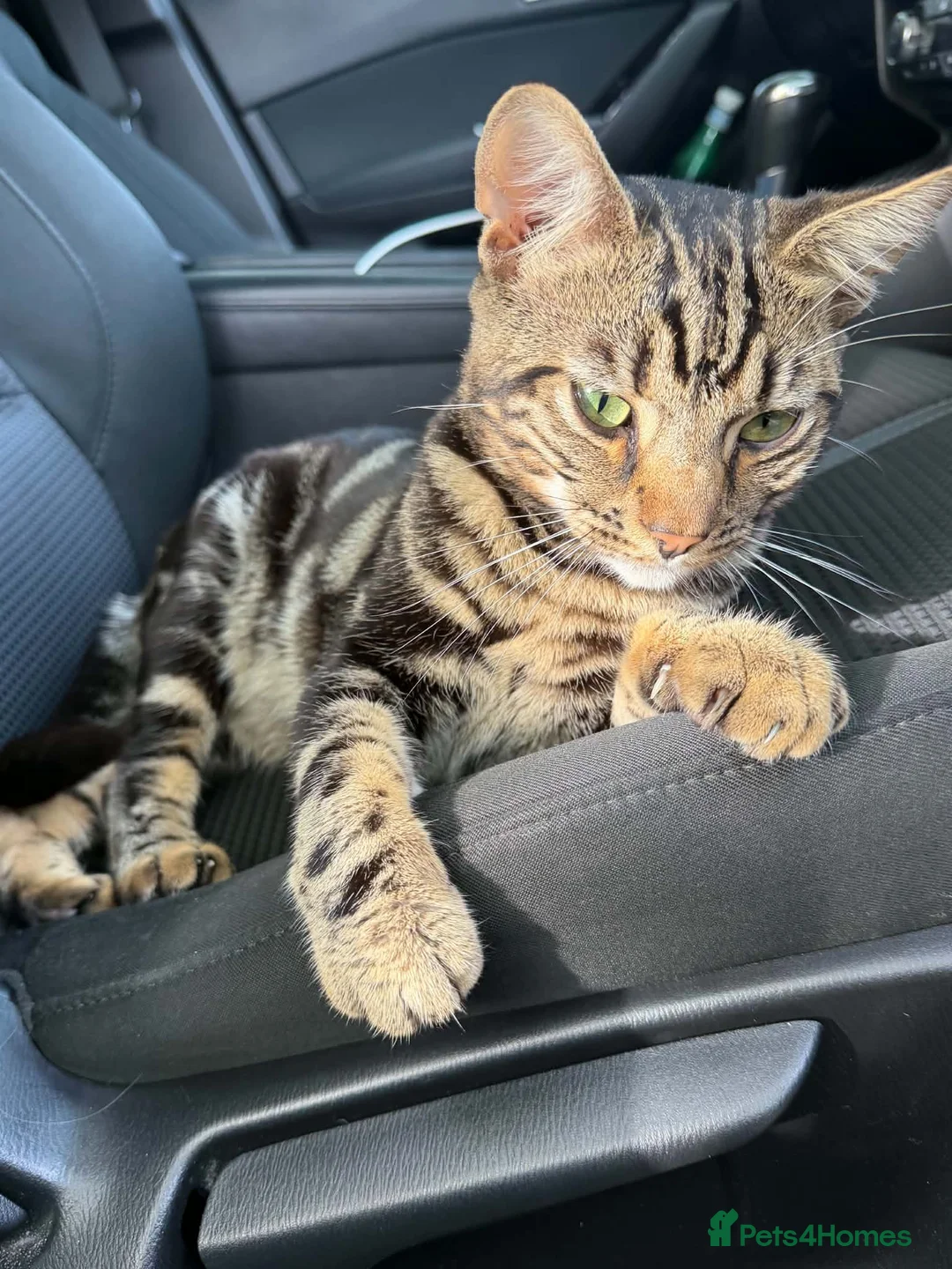 Mixed Breed cats for sale: Gorgeous male boy  - Advert 6