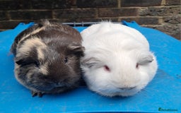 Guinea Pig rodents for sale: Adult female guinea pigs for sale  - Image 3