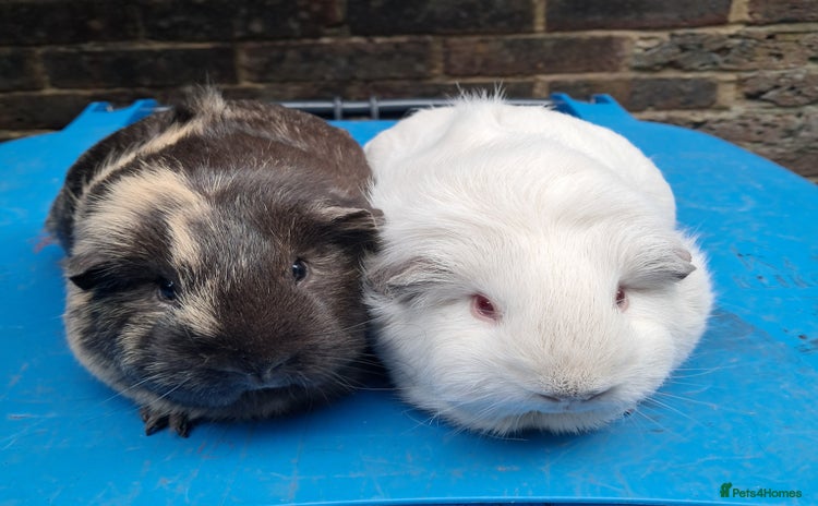 Guinea Pig rodents - Advert 2