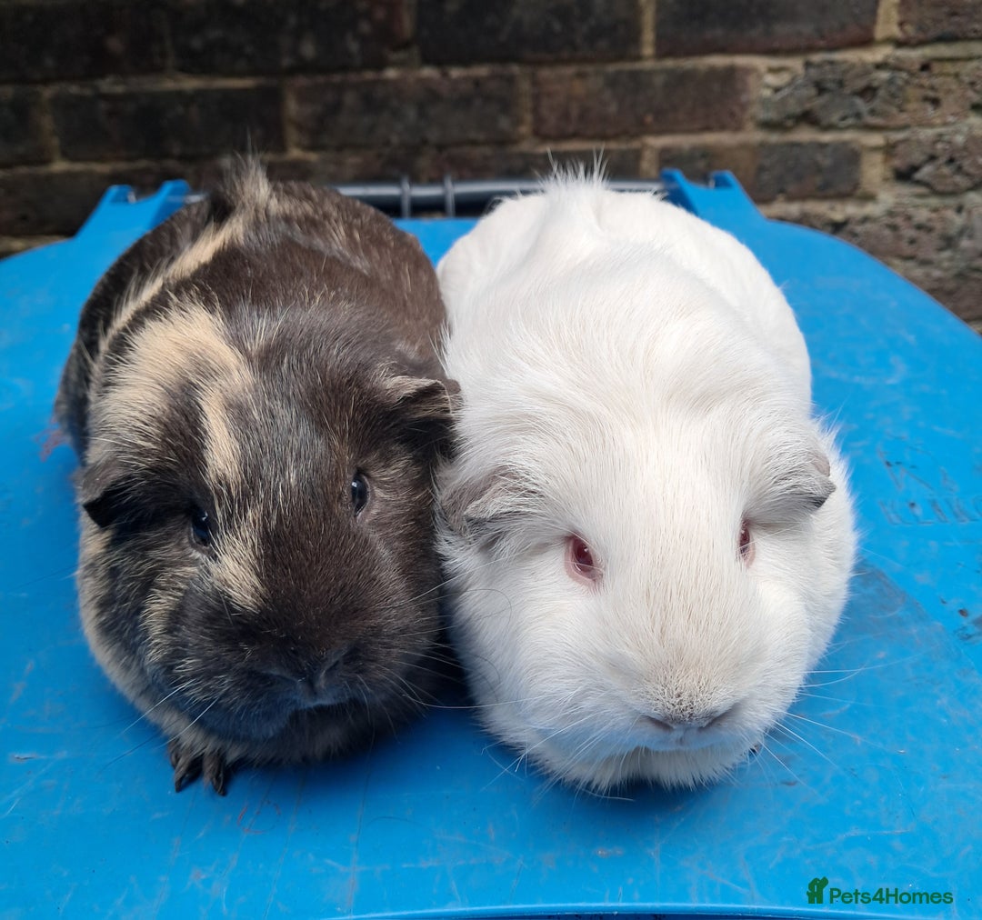Guinea Pig rodents for sale: Adult female guinea pigs for sale  - Image 3