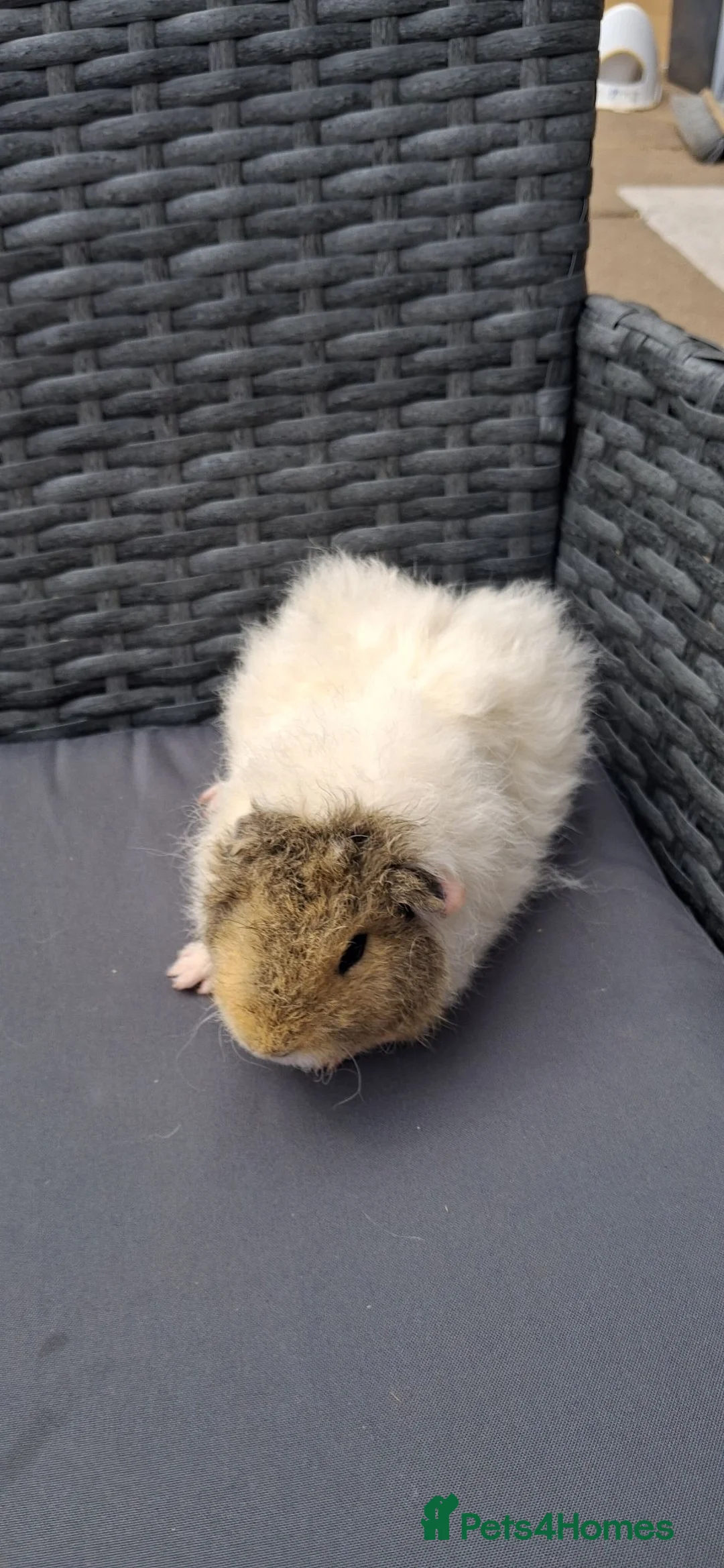 Guinea Pig rodents for sale: Baby boy guinea pigs  - Advert 8
