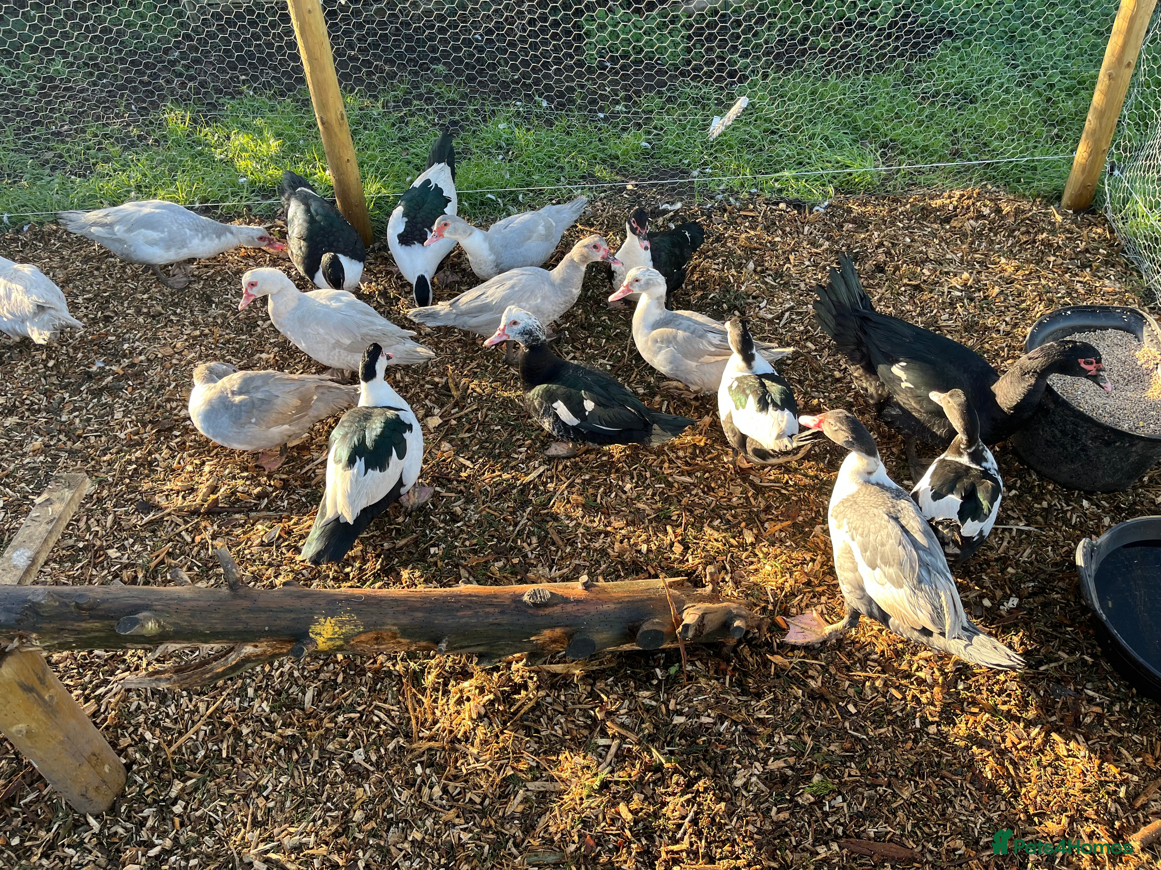 Ducks poultry Muscovy Ducks Available  - Advert 2