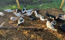 Ducks poultry for sale: Muscovy Ducks Available  - Advert 1