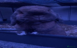 Mini Lop rabbits for sale: Mini lip male  - Image 3