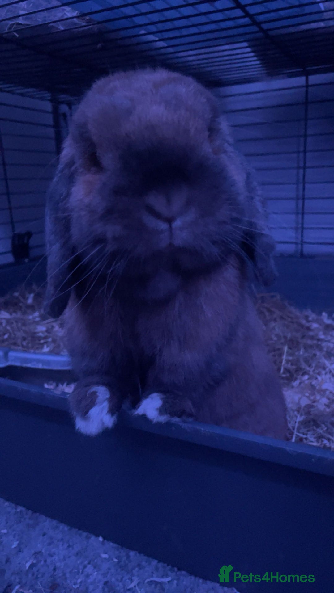 Mini Lop rabbits for sale: Mini lip male  - Image 3