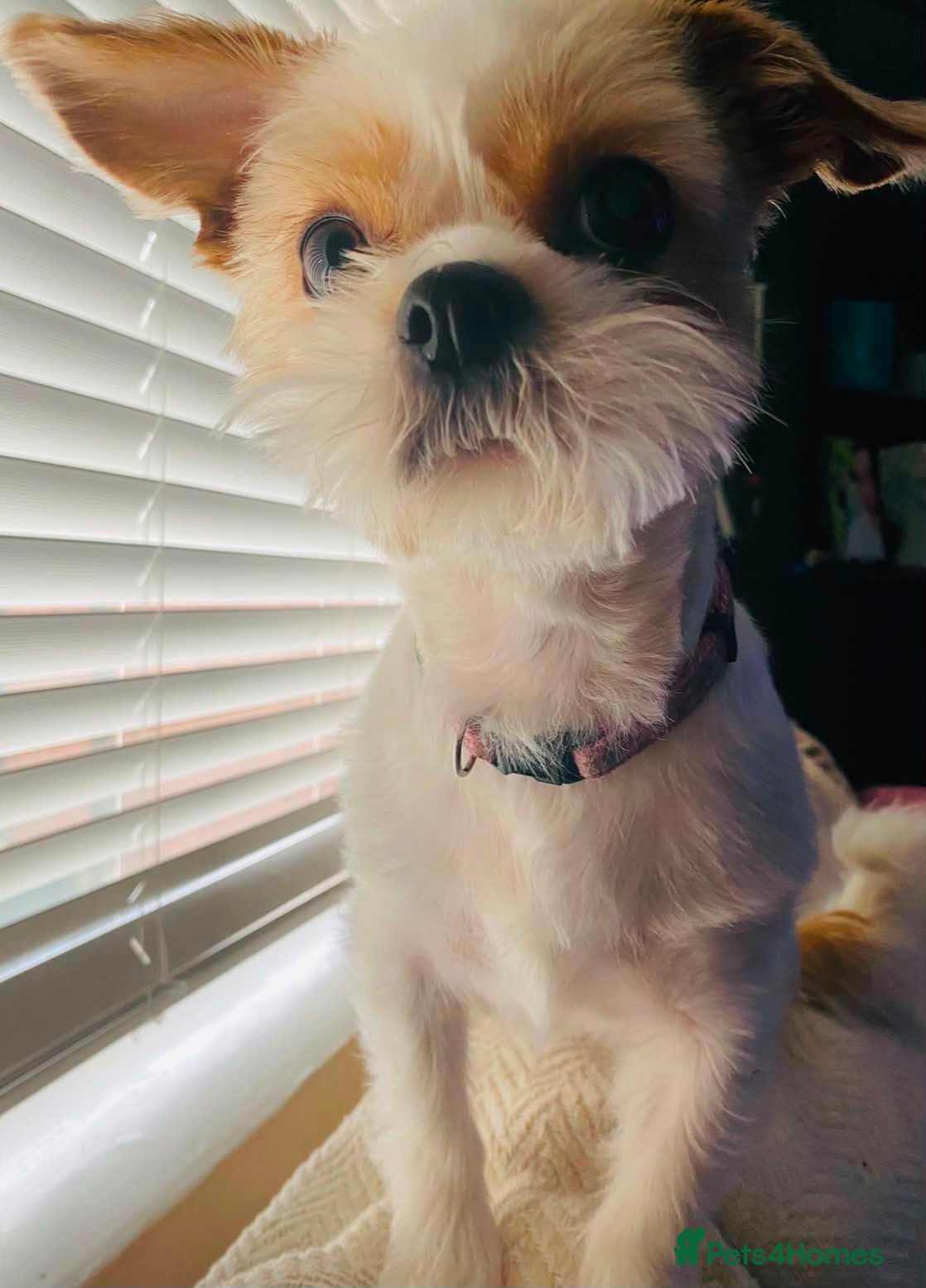 Mixed Breed dogs Female Shih Tzu cross chihuahua for rehoming - Advert 1