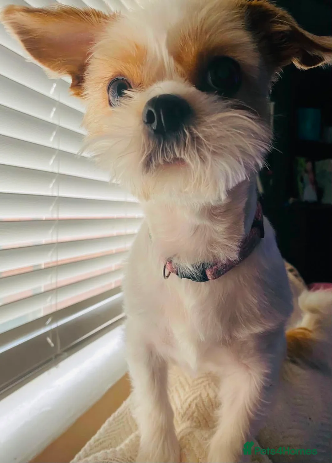 Mixed Breed dogs for sale: Female Shih Tzu cross chihuahua for rehoming - Advert 1