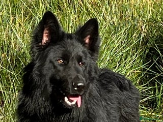 German Shepherd dogs Old-fashioned type GERMAN SHEPHERD at stud - Advert 1