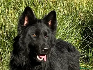 German Shepherd dogs Old-fashioned type GERMAN SHEPHERD at stud - Advert 6