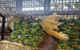 Sugar Glider rodents for sale: Lots of stunning sugar gliders  - Image 6