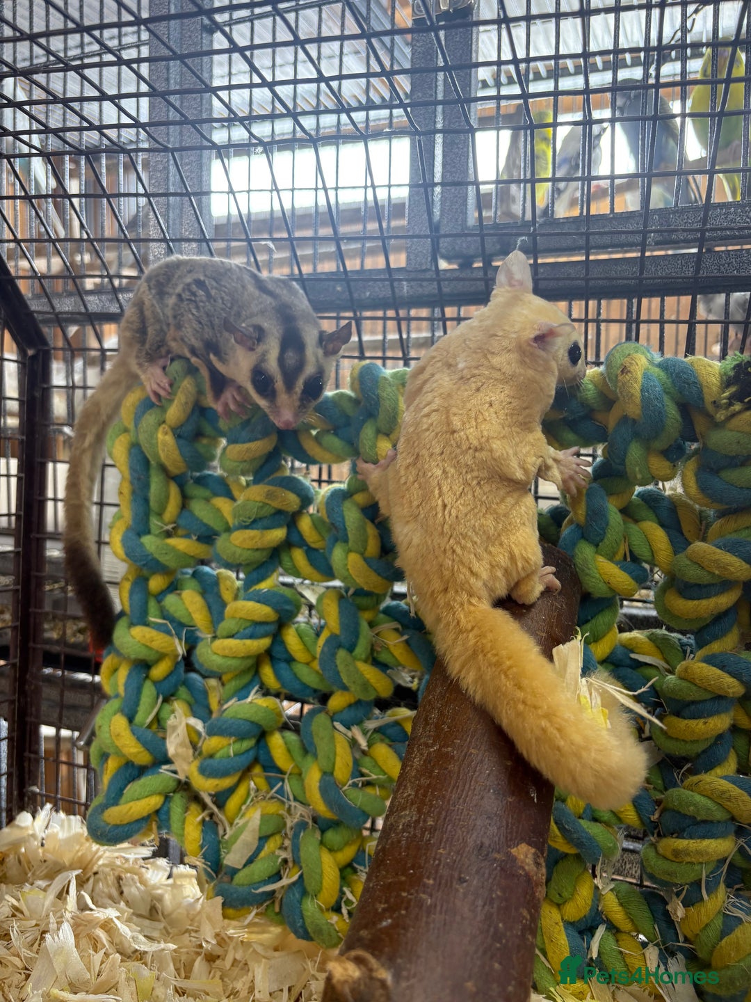 Sugar Glider rodents for sale: Lots of stunning sugar gliders  - Image 6