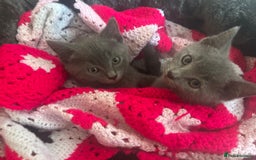 Russian Blue cats for sale: Russian Blue Kittens 🐱  - Advert 1