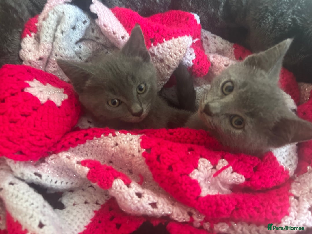 Russian Blue cats for sale: Russian Blue Kittens 🐱  - Advert 1