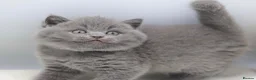 British Shorthair cats for sale: PEDIGREE REGISTERED CHUNKY BRITISH SHORTHAIRS - Advert 9