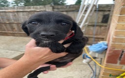 Mixed Breed dogs for sale: Cocker spaniel x lurcher ready to go now !!  - Image 7