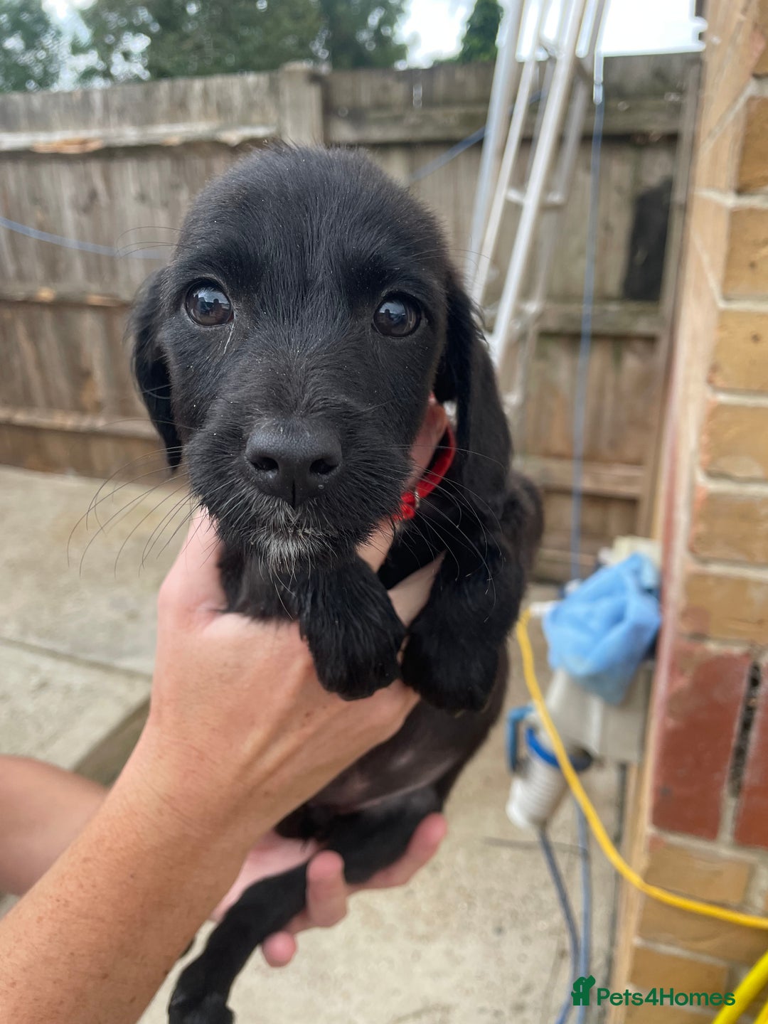 Mixed Breed dogs for sale: Cocker spaniel x lurcher ready to go now !!  - Image 7