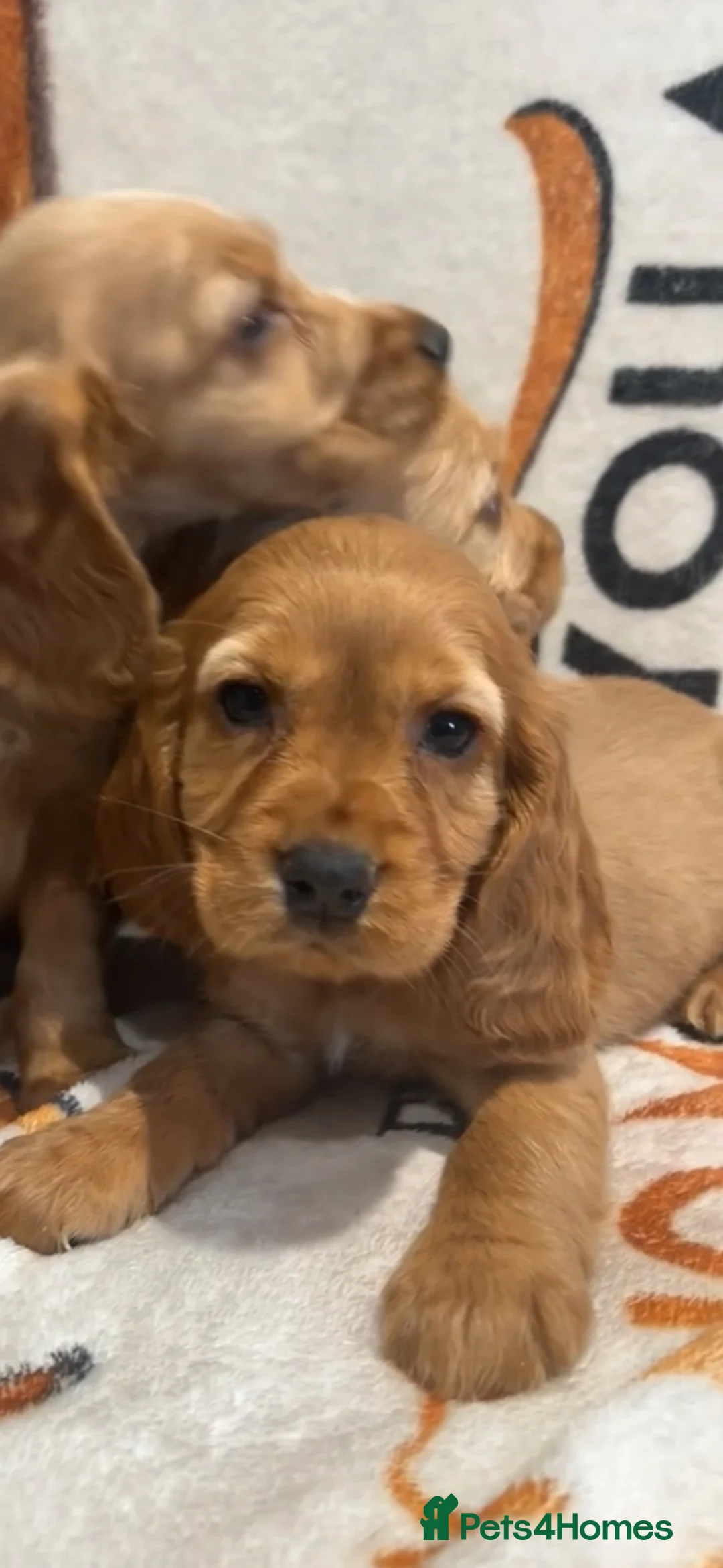 Cocker Spaniel dogs for sale: Red cocker spaniel puppies  in Pontypool - Advert 1