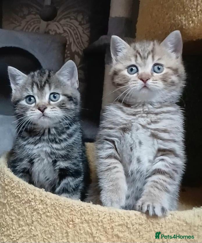 British Shorthair cats British kittens  - Advert 14